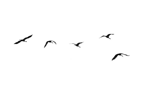 istock Flock of swans isolated on white background 811146370