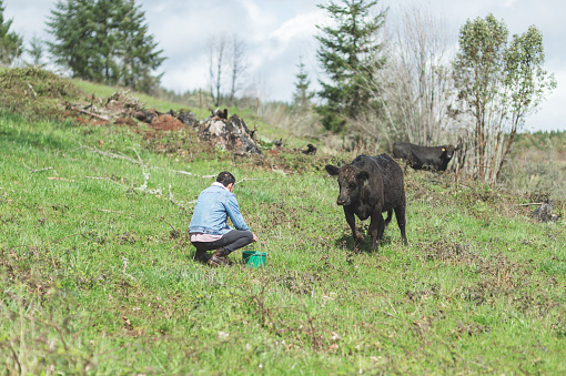 Young Columbian man feeds his cow in the pasture on a warm summer day