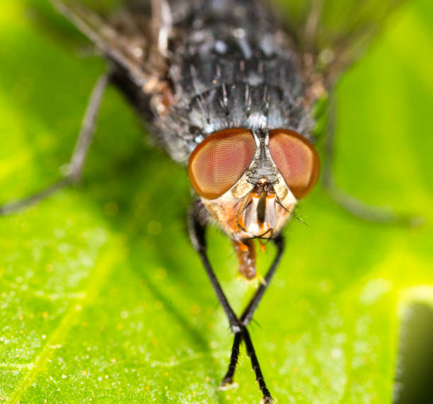 istock Portrait of a fly in nature 811148752