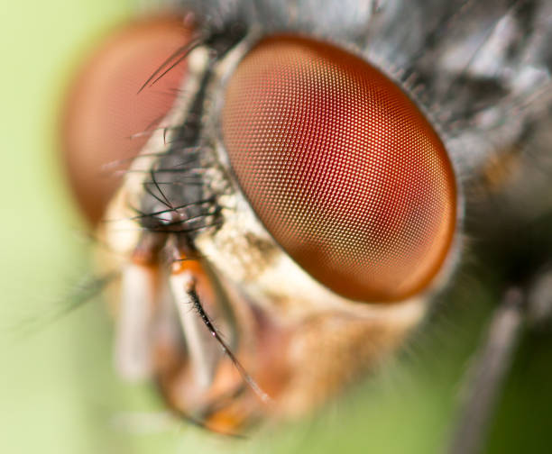 istock Portrait of a fly in nature 811149002
