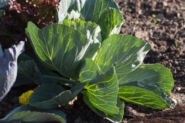 istock very close look at vegetables on a german cottage garden 811149016