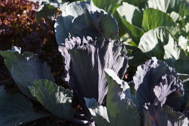 istock very close look at vegetables on a german cottage garden 811149038