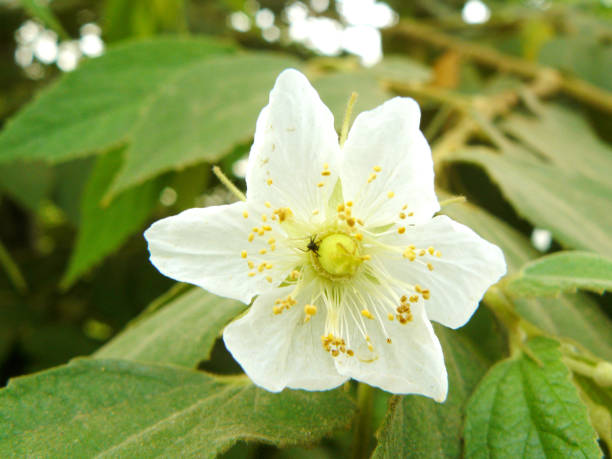 istock Calabura, Jam tree, Jamaican cherry, Malayan Cherry, West Indian Cherry 811151302