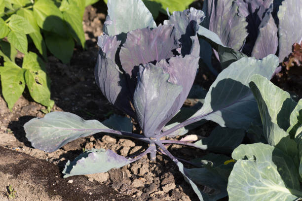 istock very close look at vegetables on a german cottage garden 811151392