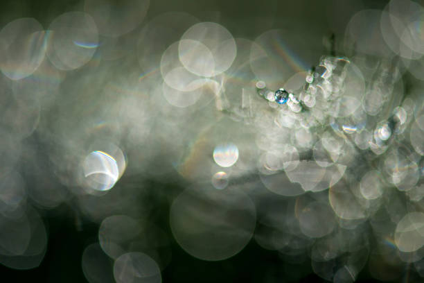 composizione astratta con gocce di rugiada sulle piante - leaf defocused dew focus on foreground foto e immagini stock