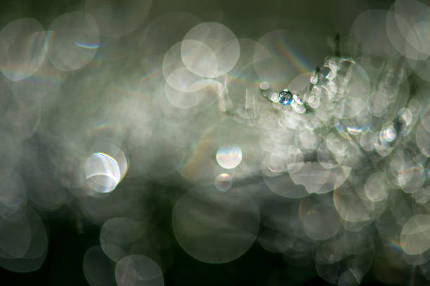 composição abstrata com orvalho cai sobre as plantas - leaf defocused dew focus on foreground - fotografias e filmes do acervo