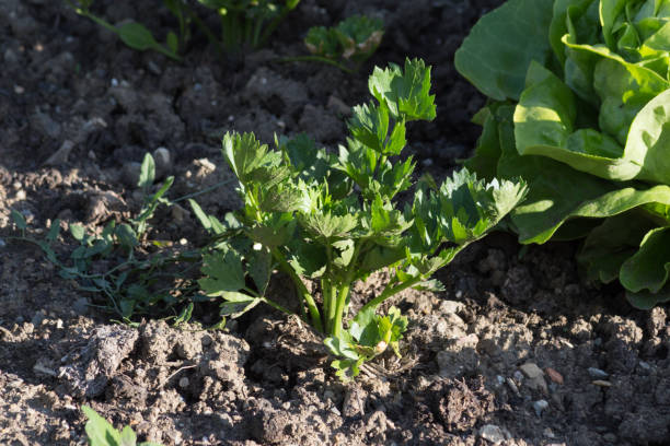 istock very close look at vegetables on a german cottage garden 811151594
