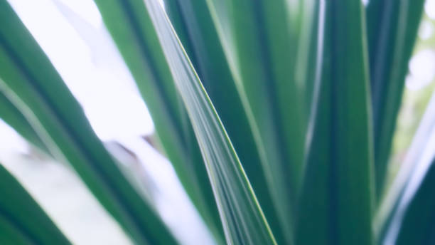 istock green leaves texture background soft focus 811153946