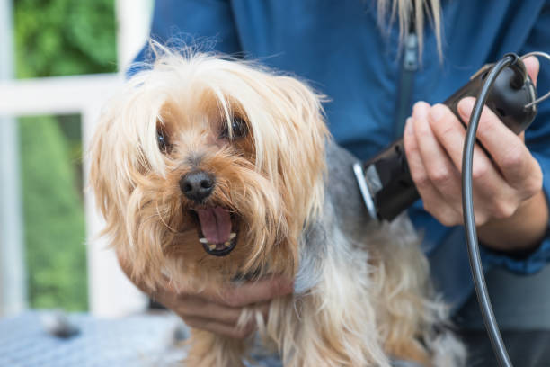 istock Grooming Yorkshire terrier. Dog has open mouth. 811154110