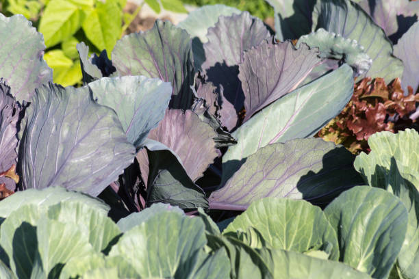 istock very close look at vegetables on a german cottage garden 811154210