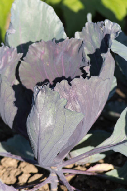 istock very close look at vegetables on a german cottage garden 811154424