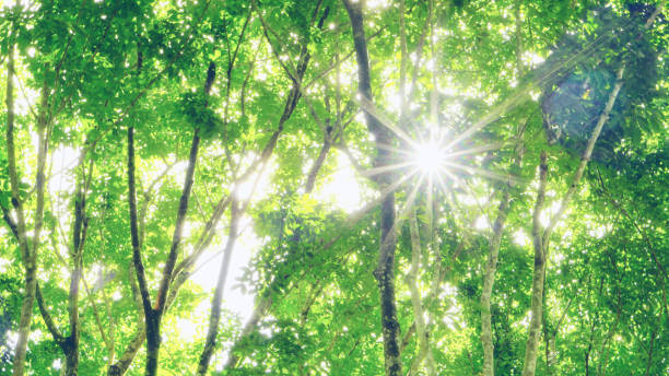 istock sun ray through green  forest   nature background 811159874