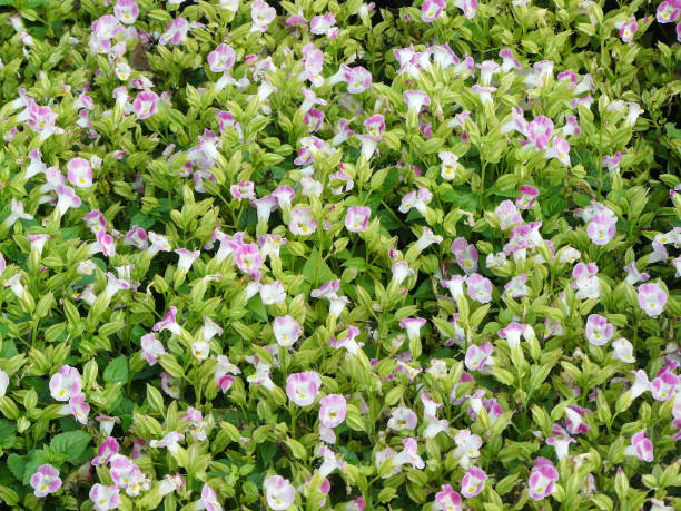 istock Wishbone flower, Bluewings, Torenia 811160330