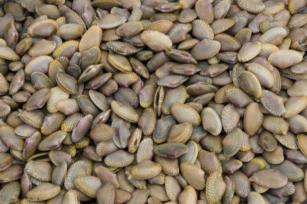 istock Fresh raw surf clam background,Surf clam, Short necked clam 811160346