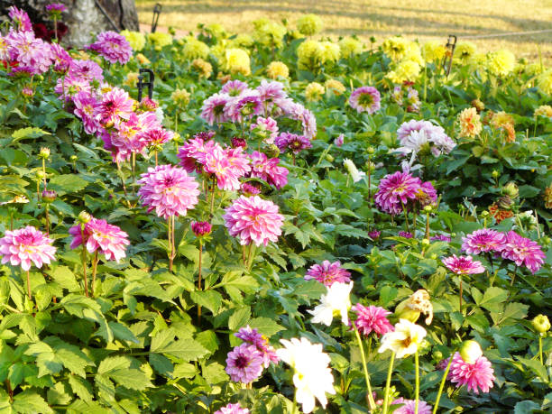 ダリアの花 (ダリア ハイブリッド) - flower arrangement wildflower bouquet dahlia ストックフォトと画像