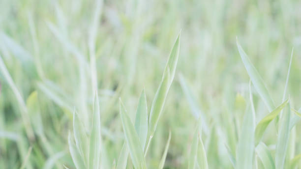istock Soft color green leaves texture background soft focus 811165462