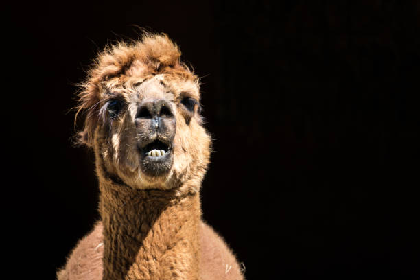 istock Alpaca in front of its barn 811168780
