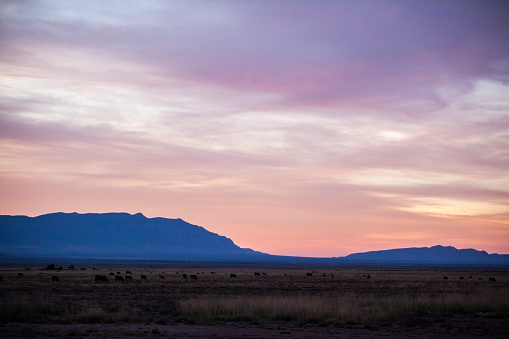 Cows on the pasture at sunset in Texas, USA. The red sunset over the remote mountains.