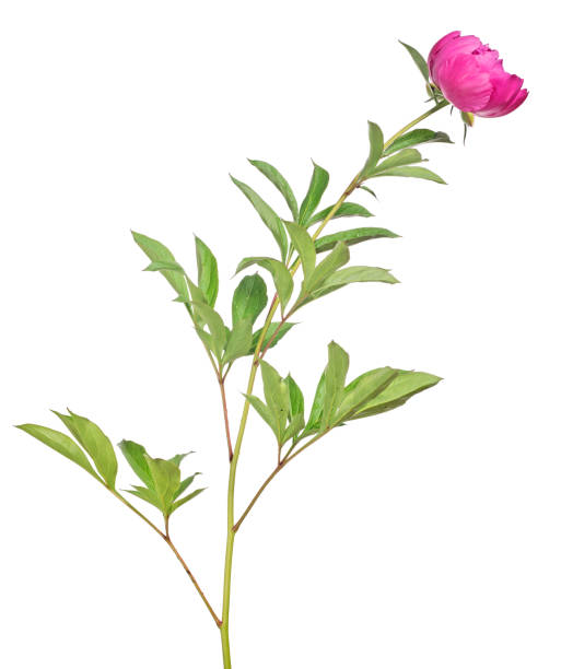 istock isolated dark pink peony flower with green leaves 811171636