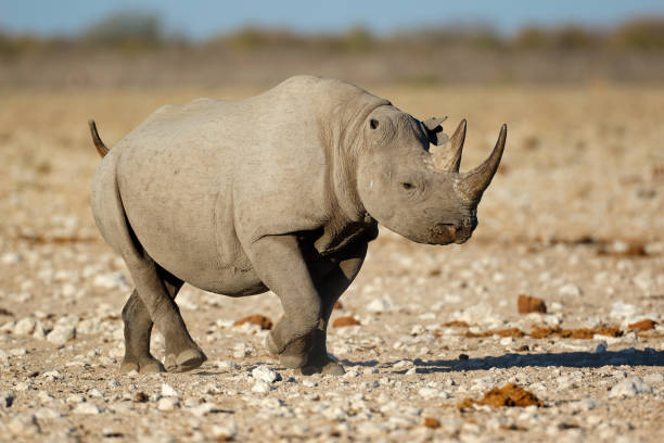istock A black rhinoceros in natural habitat 811173910