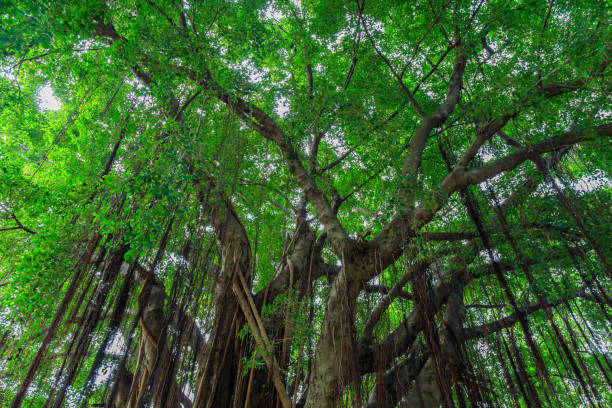 istock Branches and vines of Banyan tree against a blue sky. 811174310