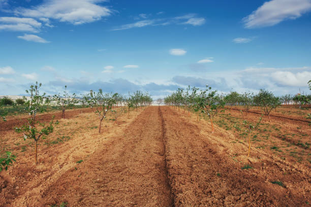istock Young garden spring season. Panoramic photo 811177320