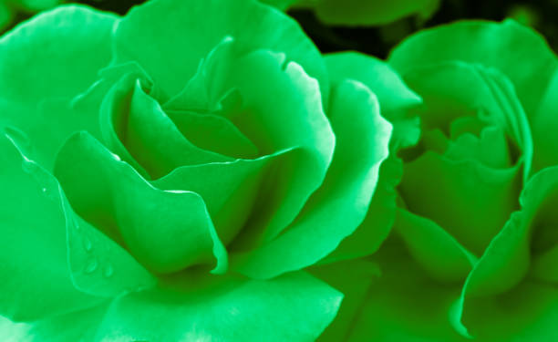 istock Heart of a rose. Magic petals. Glowing plant 811179780