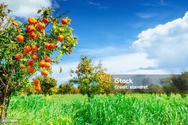 Orange Tree Park Stock Photo - Download Image Now - Orange Orchard, Italy, Agricultural Field