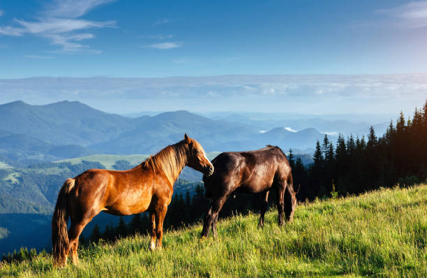 istock Horses on the meadow in the mountains 811180144