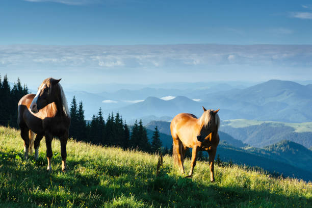 istock Horses on the meadow in the mountains 811180198
