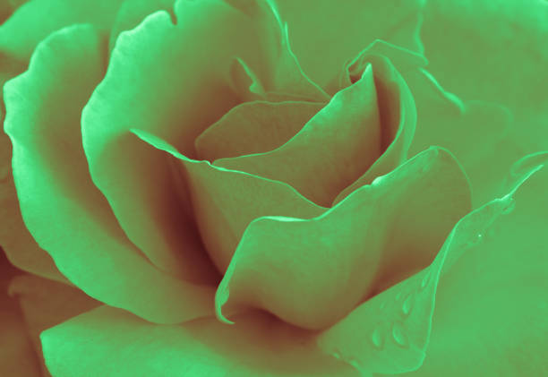 istock Heart of a rose. Magic petals 811180308