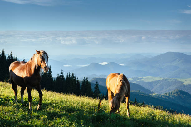 istock Horses on the meadow in the mountains 811180388