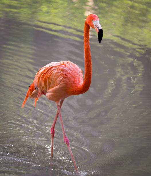 istock Pink flamingo on a pond in nature 811182954