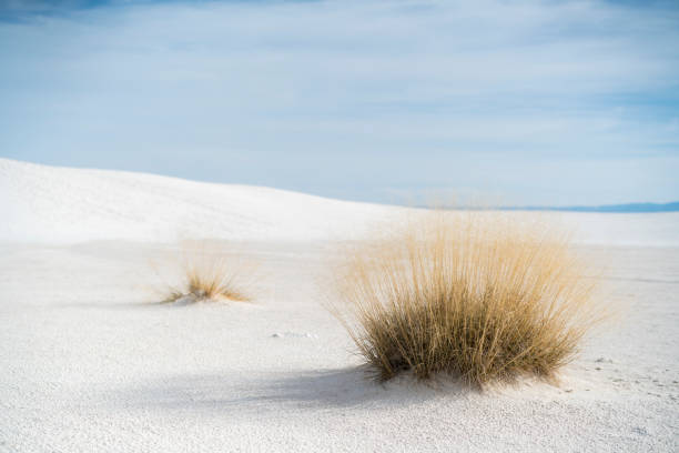 White Sands national monument, New Mexico, USA, North America. Rge bright sunny day