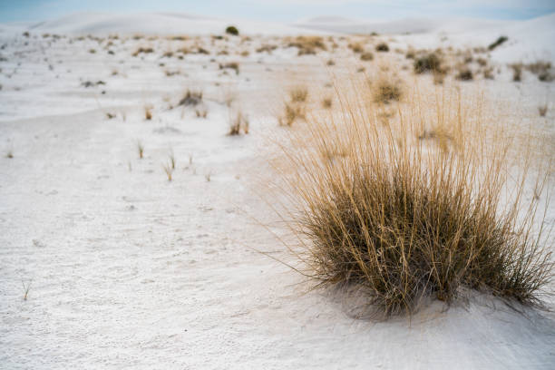White Sands national monument, New Mexico, USA, North America. Rge bright sunny day
