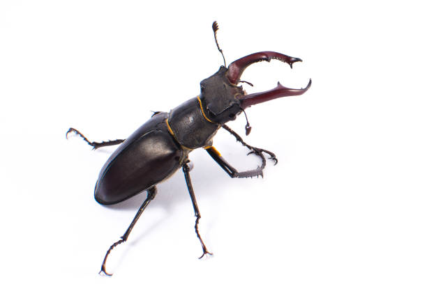 istock Beetle-deer male on white background 811186182