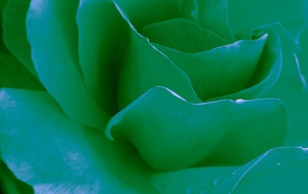 istock Heart of a rose. Magic petals. Glowing plant 811186364