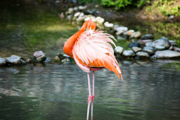 istock Pink flamingo on a pond in nature 811186744