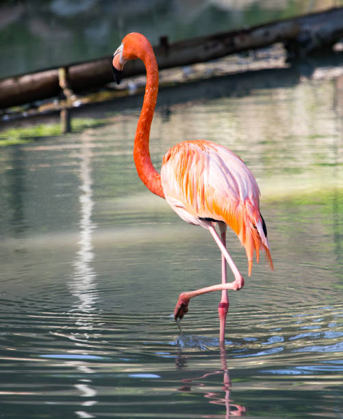 istock Pink flamingo on a pond in nature 811187048