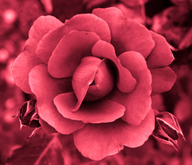 istock Heart of a rose. Magic petals 811195004
