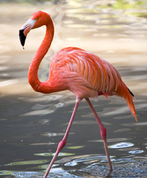 istock Pink flamingo on a pond in nature 811195718