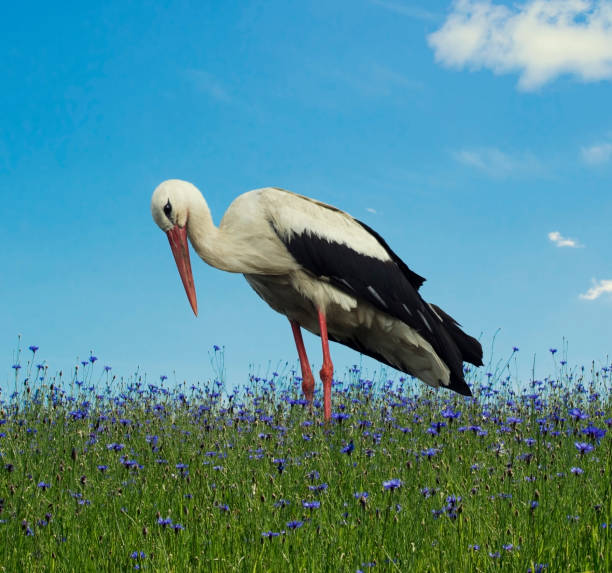 istock Stork on the light green grass background 811195912