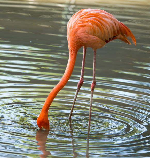 istock Pink flamingo on a pond in nature 811195990