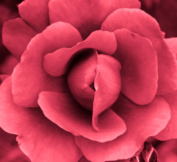 istock Heart of a rose. Magic petals 811199178