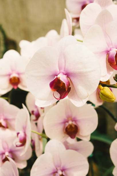istock Beautiful Cymbidium orchid 811210586