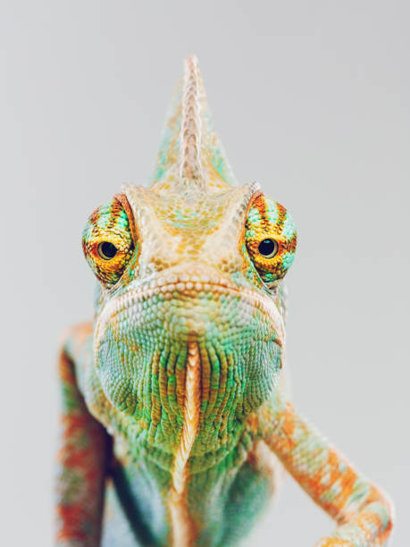 lindo camaleón mirando a cámara - chameleon fotografías e imágenes de stock