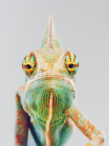 Close up baby chameleon tail rolled up against gray background. Horizontal studio photography from a DSLR camera.