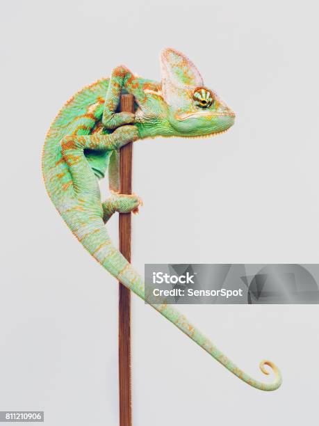 Cute Chameleon Climbing On White Background Stock Photo - Download Image Now - Chameleon, White Background, Animal