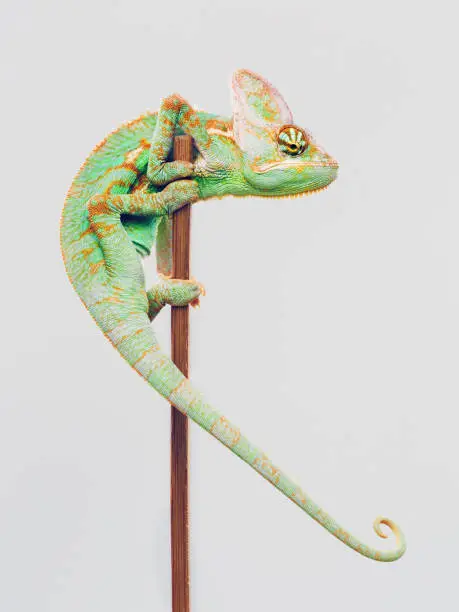 Portrait of cute baby chameleon climbing a wood pole against white background. Vertical studio photography from a DSLR camera. Sharp focus on eyes.