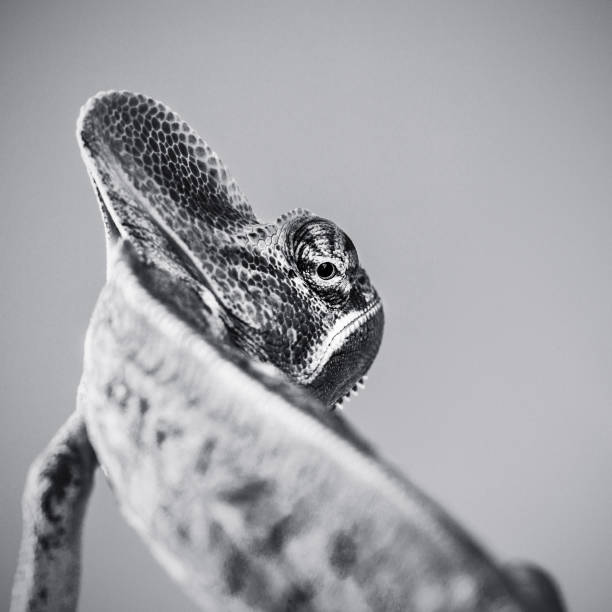 Cute chameleon black and white portrait looking over shoulder